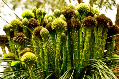 Grass tree in flower