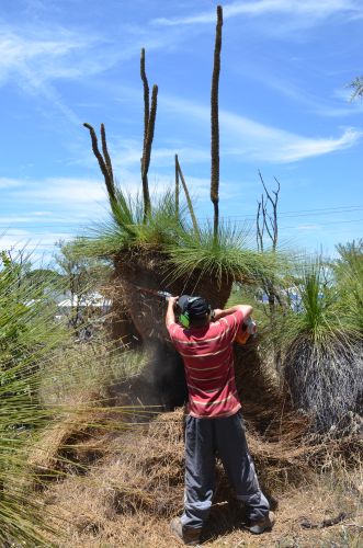 arend Prunning Grass Tree 2