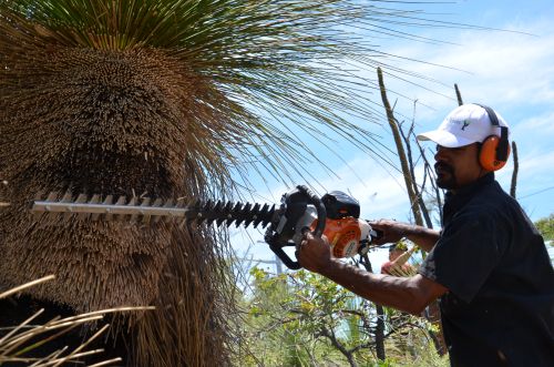mark Prunning Grass Tree 5