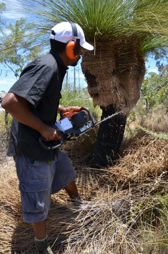 mark Prunning Grass Tree 2