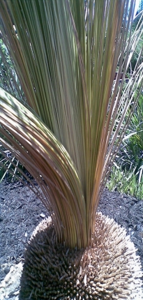 grass tree b grass tree b