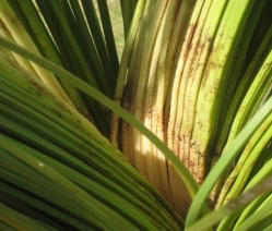 grass tree rust grass tree rust