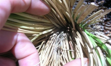 sick grass tree sick grass tree