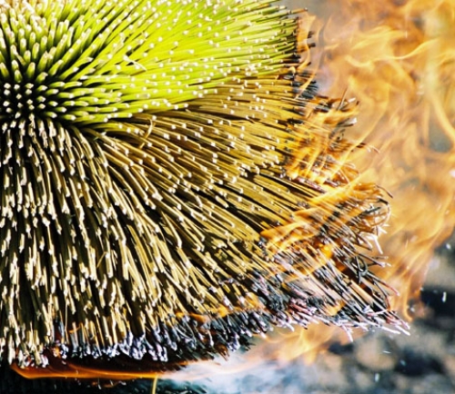Burning grass tree