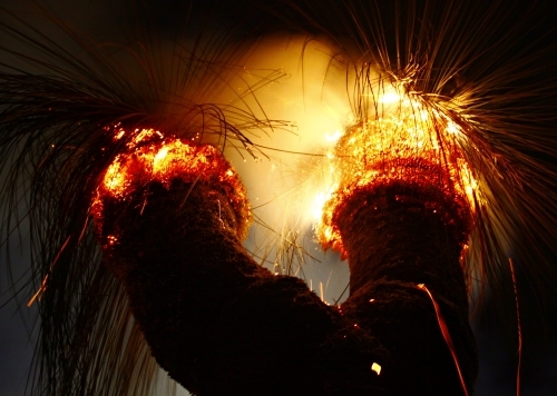 ECU Grass tree burning ceremony