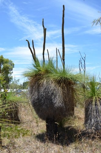 grass Tree Unprunned