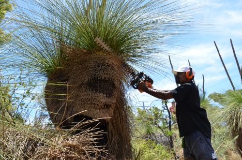 mark Prunning Grass Tree 4