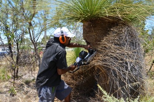 mark Prunning Grass Tree 3