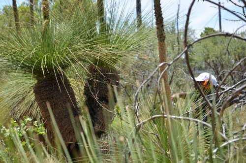 mark Prunning Grass Tree 1