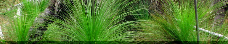 Replants Replants