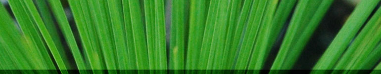 Replants Replants