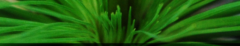 Replants