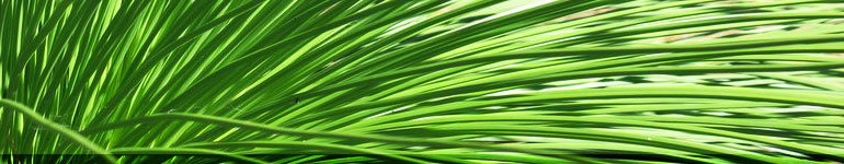 Replants Replants